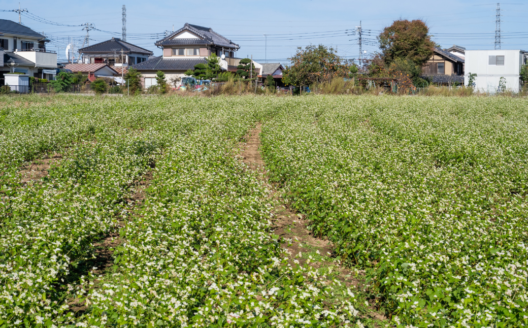 蕎麦 そば お蕎麦 年越しそば 年越し蕎麦 年越蕎麦 ソバ soba 