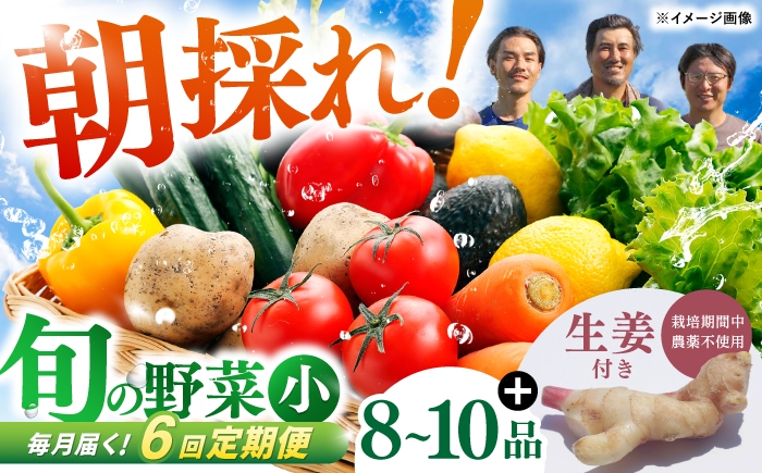 【6回定期便】 土佐の太陽をいっぱいに浴びた旬の野菜生姜約100gのセット「小」 【土佐野菜】 [ATBA012]