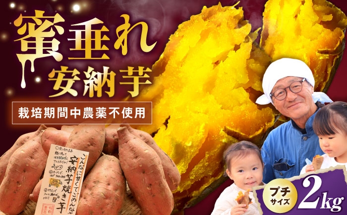 さつまいも サツマイモ さつま芋 焼き芋 やきいも スイーツ 甘い とろとろ 薩摩芋 デザート 甘芋 スイートポテト 芋 イモ