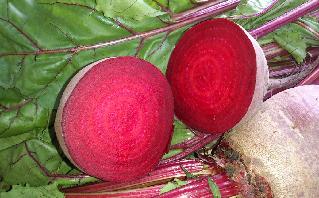 自社農園栽培 生ビーツ2kg