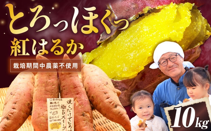 紅はるか べにはるか さつまいも サツマイモ さつま芋 焼き芋 べにはるか ベニハルカ おやつ 煮物 芋ごはん 味噌汁 芋 生芋