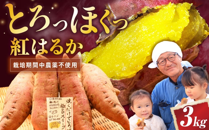 紅はるか べにはるか さつまいも サツマイモ さつま芋 焼き芋 べにはるか ベニハルカ おやつ 煮物 芋ごはん 味噌汁 芋 生芋