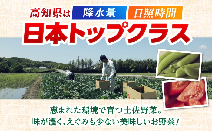 【6回定期便】 土佐の太陽をいっぱいに浴びた旬の野菜と生姜約100gのセット「大」 (6回配送)【土佐野菜】