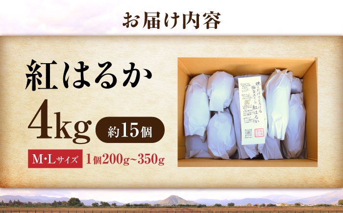 紅はるか べにはるか さつまいも サツマイモ さつま芋 焼き芋 べにはるか ベニハルカ おやつ 煮物 芋ごはん 味噌汁 芋 生芋