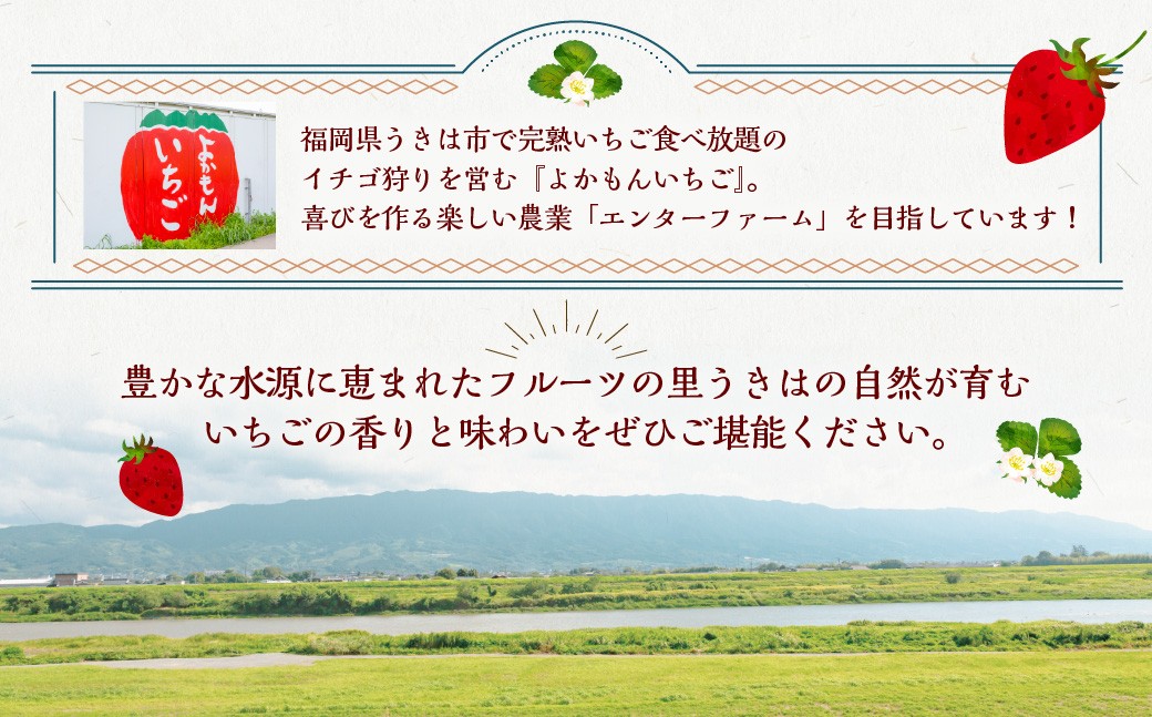 よかもんいちごの朝採りあまおういちご 約700g