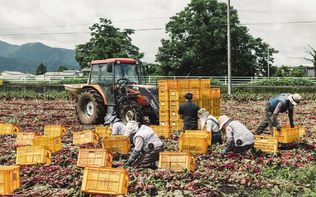 自社農園栽培 生ビーツ5kg 