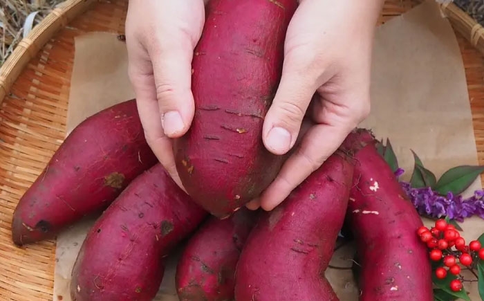 紅はるか べにはるか さつまいも サツマイモ さつま芋 焼き芋 べにはるか ベニハルカ おやつ 煮物 芋ごはん 味噌汁 芋 生芋
