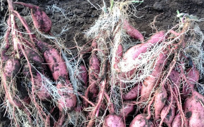 さつまいも サツマイモ さつま芋 焼き芋 やきいも スイーツ 甘い とろとろ 薩摩芋 デザート 甘芋 スイートポテト 芋 イモ