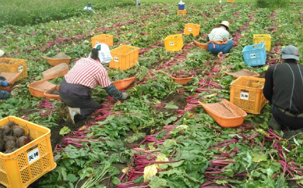 自社農園栽培 生ビーツ5kg 