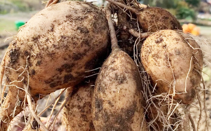 さつまいも サツマイモ さつま芋 焼き芋 やきいも スイーツ 甘い とろとろ 薩摩芋 デザート 甘芋 スイートポテト 芋 イモ