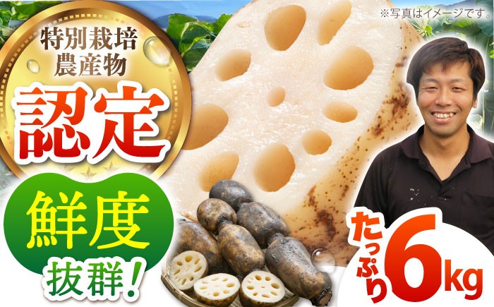 【先行予約】【特別栽培農産物 認定】＜地元 江北町産＞ 泥付き 蓮根 6kg ( 3kg×2 ) 【百武青果】 [HAE002]