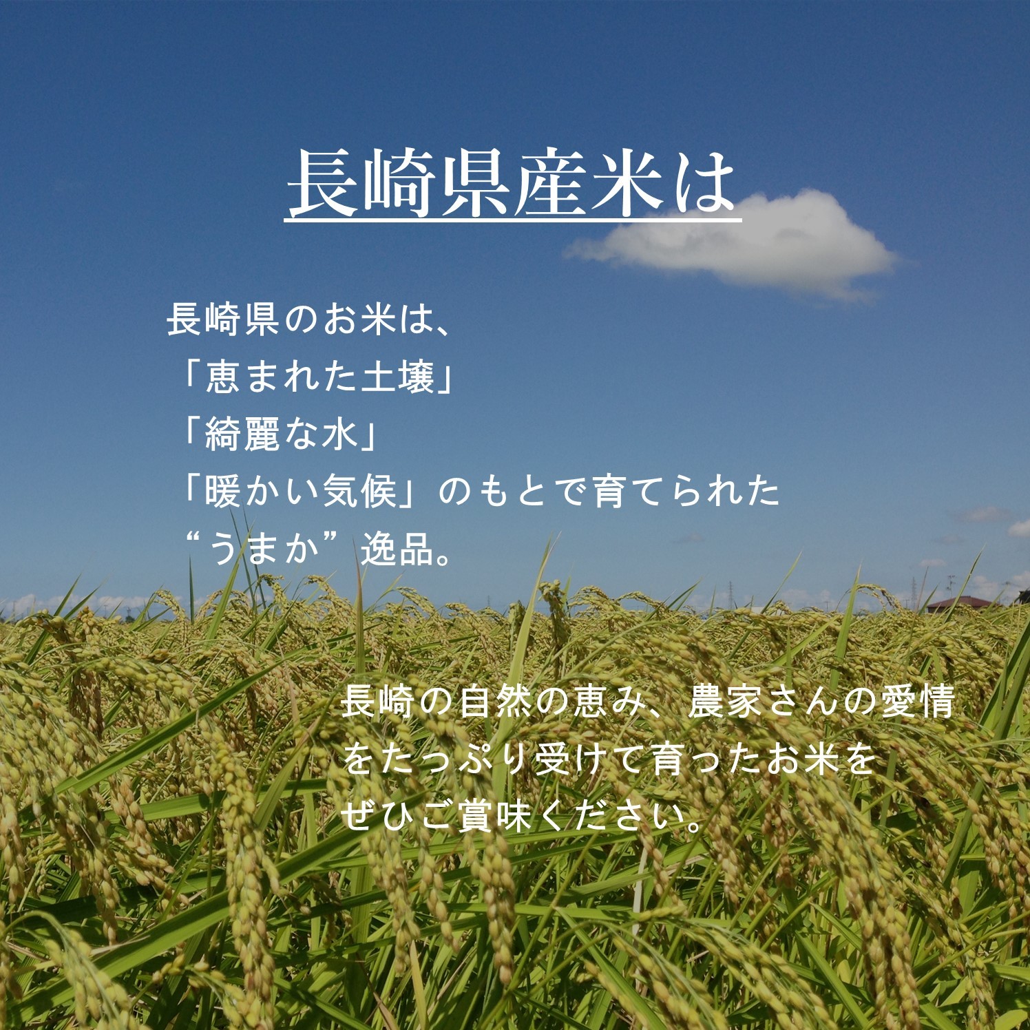 【令和7年産】無洗米 長崎 にこまる 900g