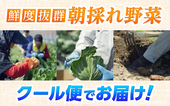【6回定期便】土佐の太陽をいっぱいに浴びた旬の野菜セット「大」 (6回配送)【土佐野菜】 [ATBA009]