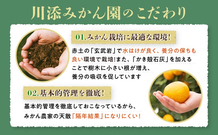 みかん 石地みかん 