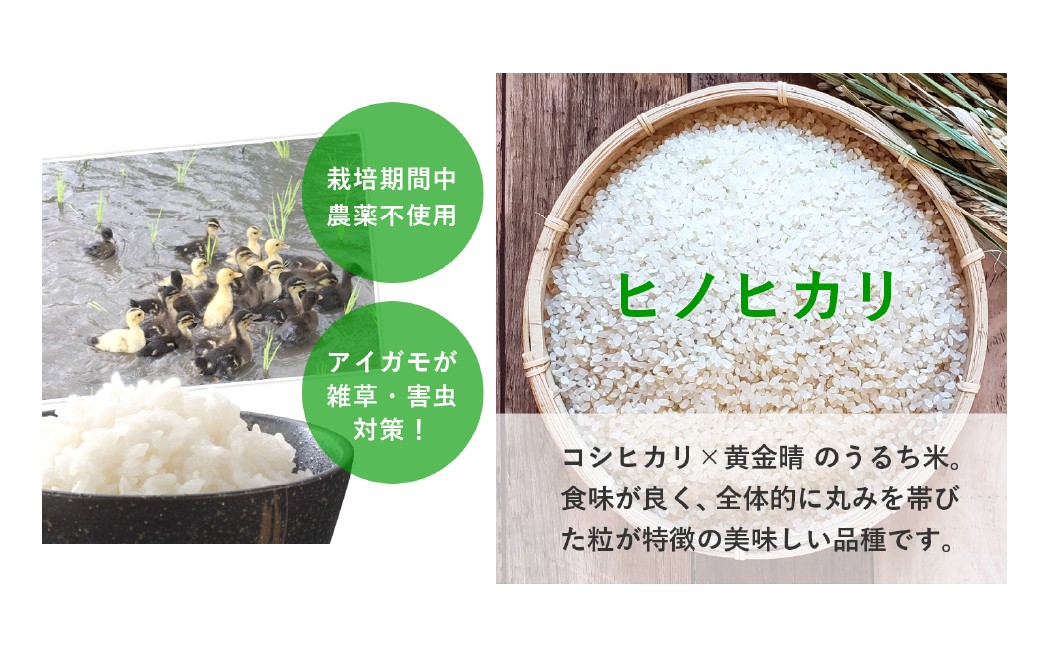 令和7年産 合鴨農法米 ヒノヒカリ 白米 5kg×1袋