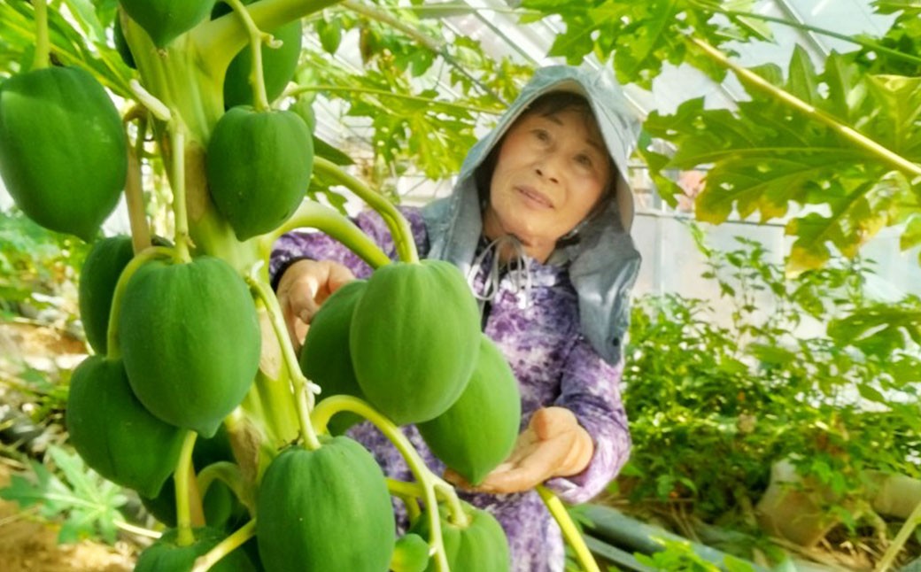 乾燥パパイヤの茎 50g（約20本-30本）×6セット 