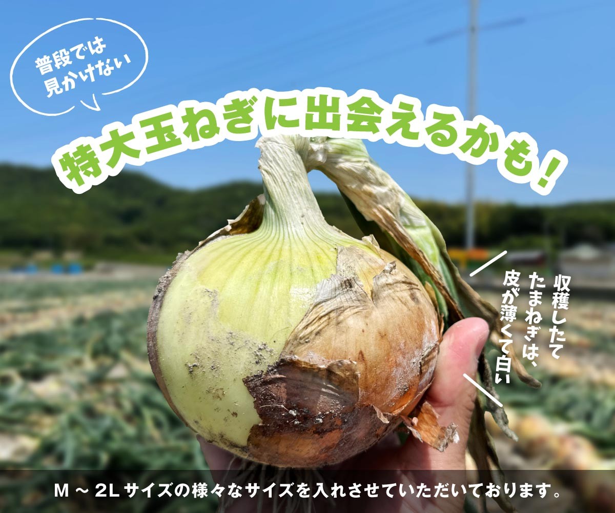 海月館 自社農場栽培！淡路島産 新玉ねぎ 10kg