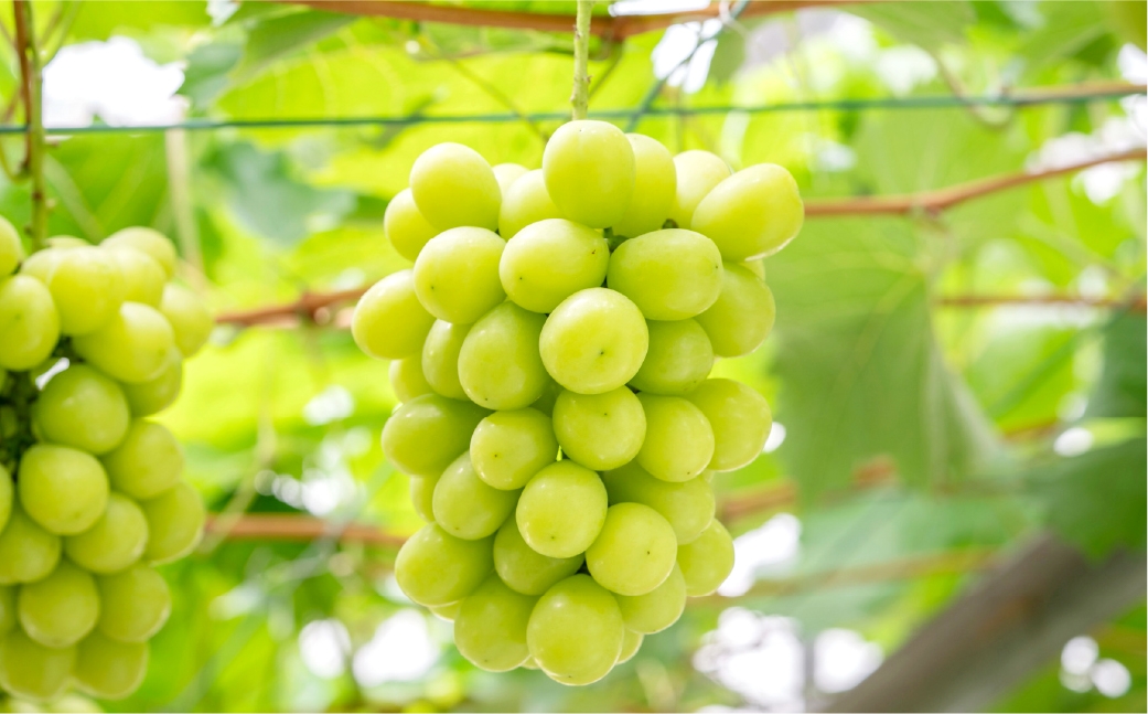 シャインマスカット晴王 約500g×2房