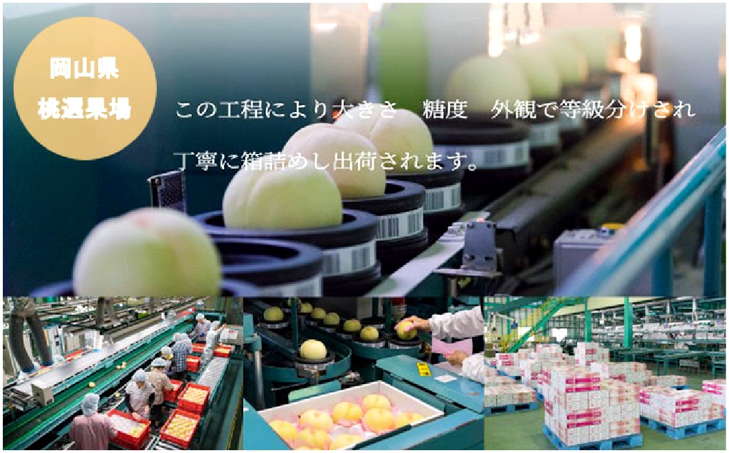 岡山白桃 エース3玉×約200g 計約600g