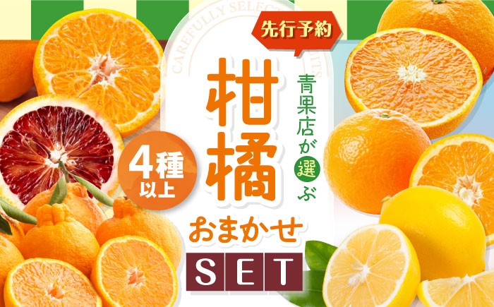 柑橘セット みかん 愛媛みかん 果物セット 食べ比べ 果物 旬 季節 伊予柑 清見 不知火 ブラッドオレンジ ぽんかん・レモン