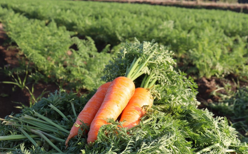 【訳あり】農家直送！ 土付き 人参 （向陽二） 5kg