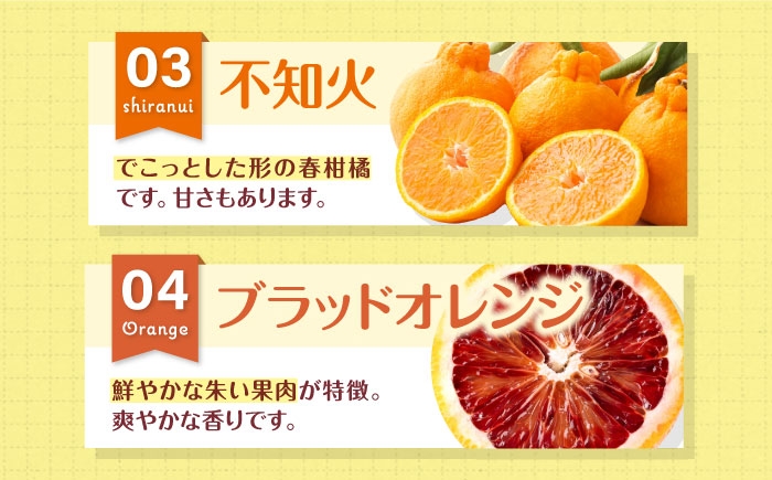柑橘セット みかん 愛媛みかん 果物セット 食べ比べ 果物 旬 季節 伊予柑 清見 不知火 ブラッドオレンジ ぽんかん・レモン