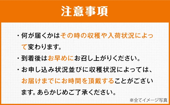 柑橘セット みかん 愛媛みかん 果物セット 食べ比べ 果物 旬 季節 伊予柑 清見 不知火 ブラッドオレンジ ぽんかん・レモン