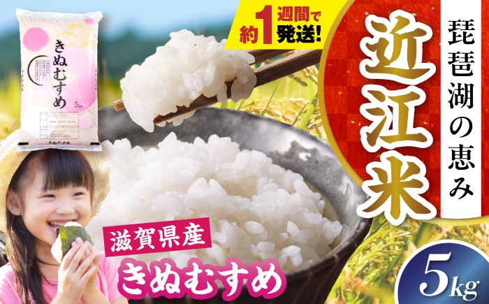 近江米 きぬむすめ キヌムスメ 滋賀県産 国産 5kg 米 コメ お米 白米 ご飯 おにぎり ご飯のお供 お弁当 親子丼