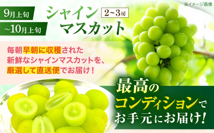 フルーツ ふるーつ フルーツ定期便 果物 果物定期便 くだもの