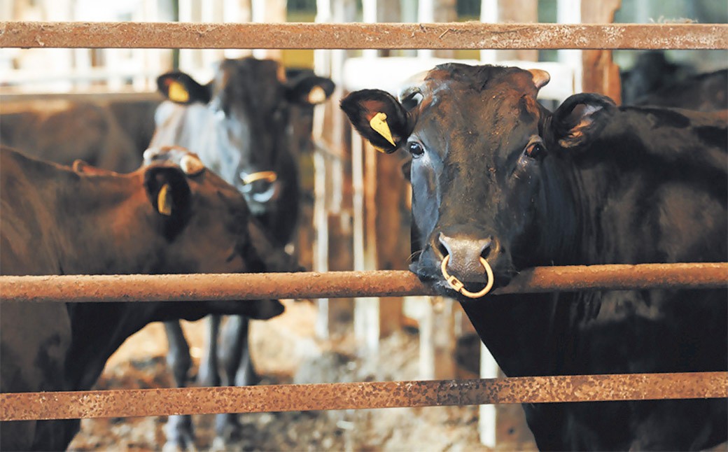 【冷凍 定期便4ヶ月】武藤牧場直売店山嘉 焼肉用お肉 約500g×4回