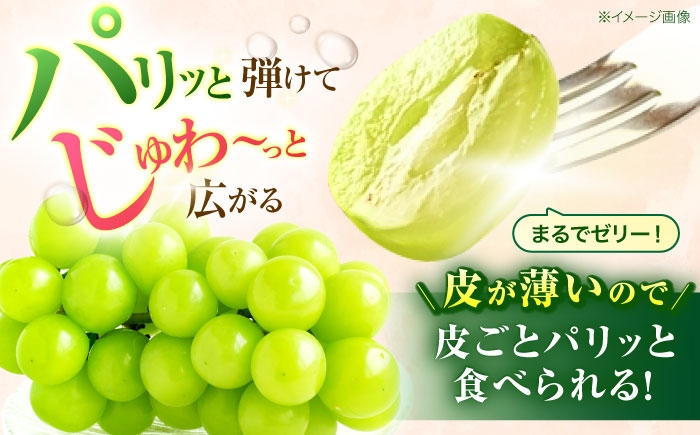 フルーツ ふるーつ フルーツ定期便 果物 果物定期便 くだもの