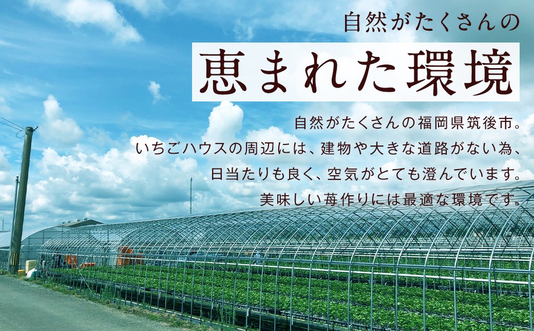 化粧箱入り 特別栽培 の 濃厚 完熟 あまおう 約900g 約450g×2パック