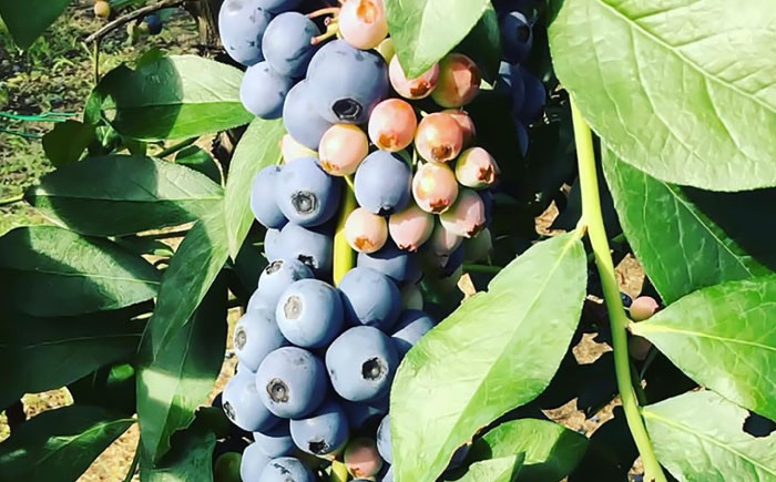 berry ベリー 果物 くだもの フルーツ デザート スイーツ ジャム ポリフェノール 抗酸化作用果物 新鮮 人気