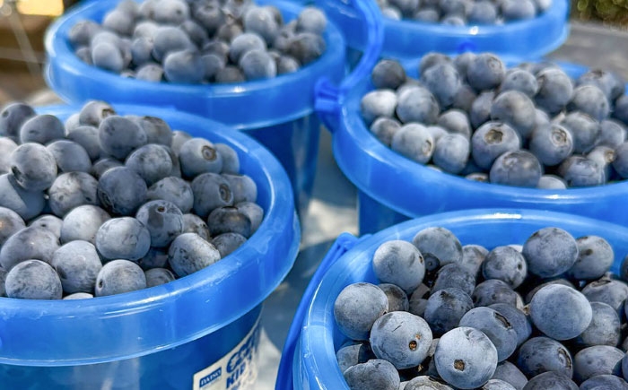  冷凍 ブルーベリー 500g 果物 ブルーベリー フルーツ 冷凍 ブルーベリー 小分け ぶるーべりー 国産