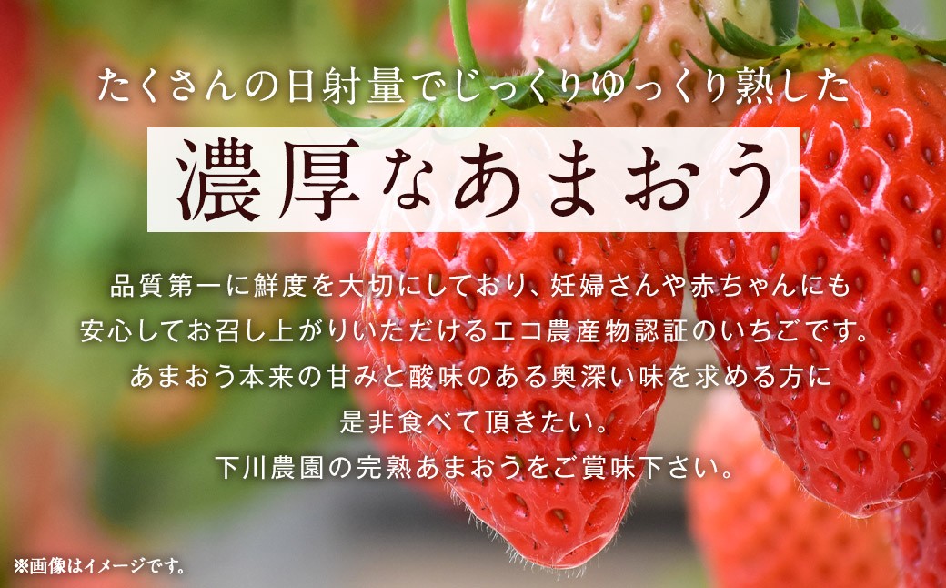 化粧箱入り 特別栽培 の 濃厚 完熟 あまおう 約450g 1パック