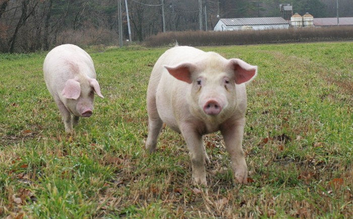 自社栽培の杜仲茶を微粉末にして飼料へ加えているのが特徴