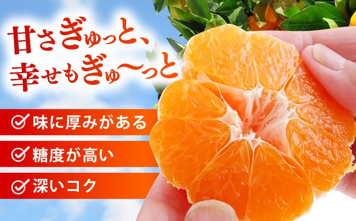 「今村温州みかん」5kg みかん ミカン 蜜柑 柑橘 フルーツ ふるーつ 果物 くだもの 温州みかん 温州ミカン かんきつ 国産