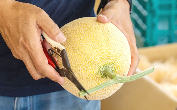 メロン めろん ご縁 果物 くだもの フルーツ 甘い デザート 