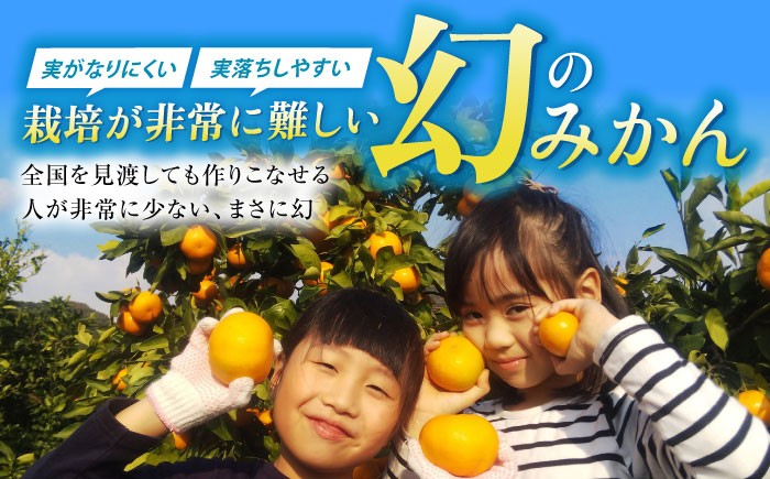 「今村温州みかん」5kg みかん ミカン 蜜柑 柑橘 フルーツ ふるーつ 果物 くだもの 温州みかん 温州ミカン かんきつ 国産