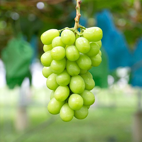 レビュー高評価★信頼の事業者！赤と緑のごちそうぶどう