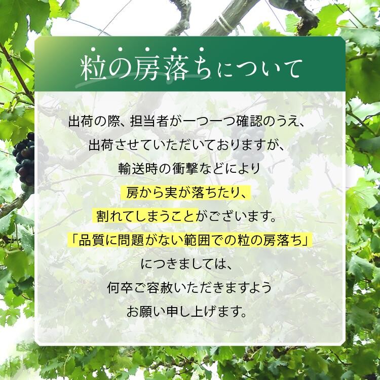 数量限定‼秋だけの贅沢“こく旨”ナイヤガラ