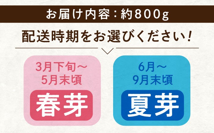 アスパラ 旬 野菜 グリーンアスパラ とれたて アスパラガス 朝採り 夏野菜