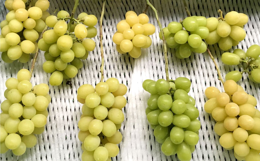 やりみず農園 農家厳選！ シャインマスカット