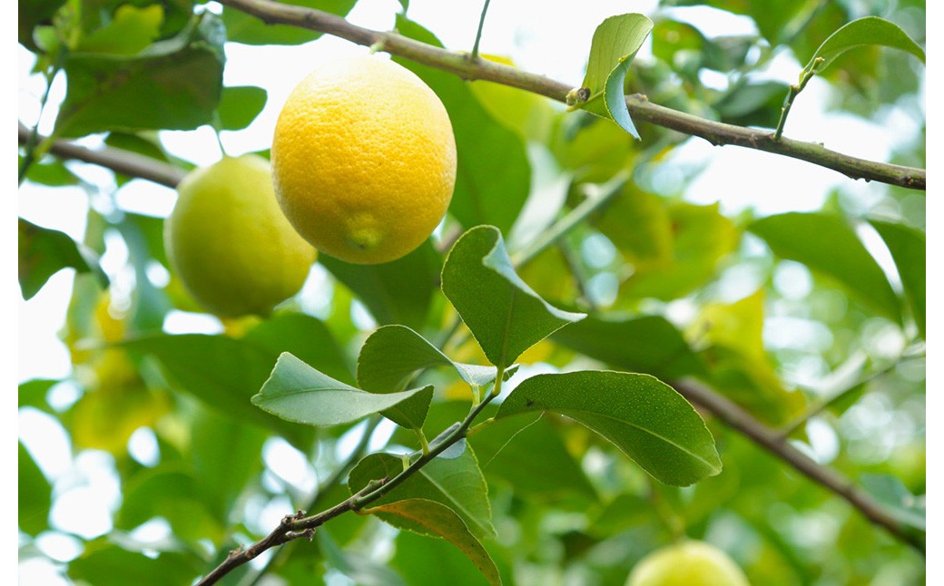 環境マイスターのレモン 2kg（無肥料／栽培期間中農薬を減らして栽培）