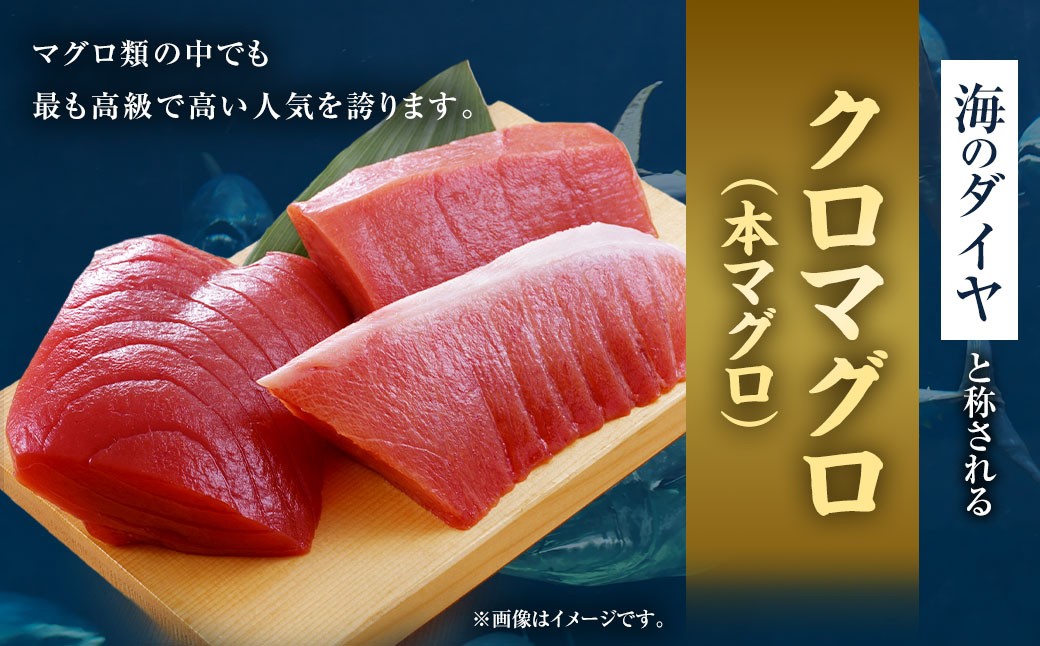 久良のクロマグロ 丸ごと1尾 約60kg前後 本マグロ 本まぐろ まぐろ マグロ 鮪 1尾 赤身 魚 海鮮 冷蔵 （293）