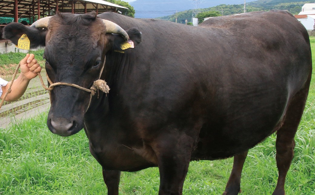 【訳あり】 博多和牛ヒレサイコロステーキ