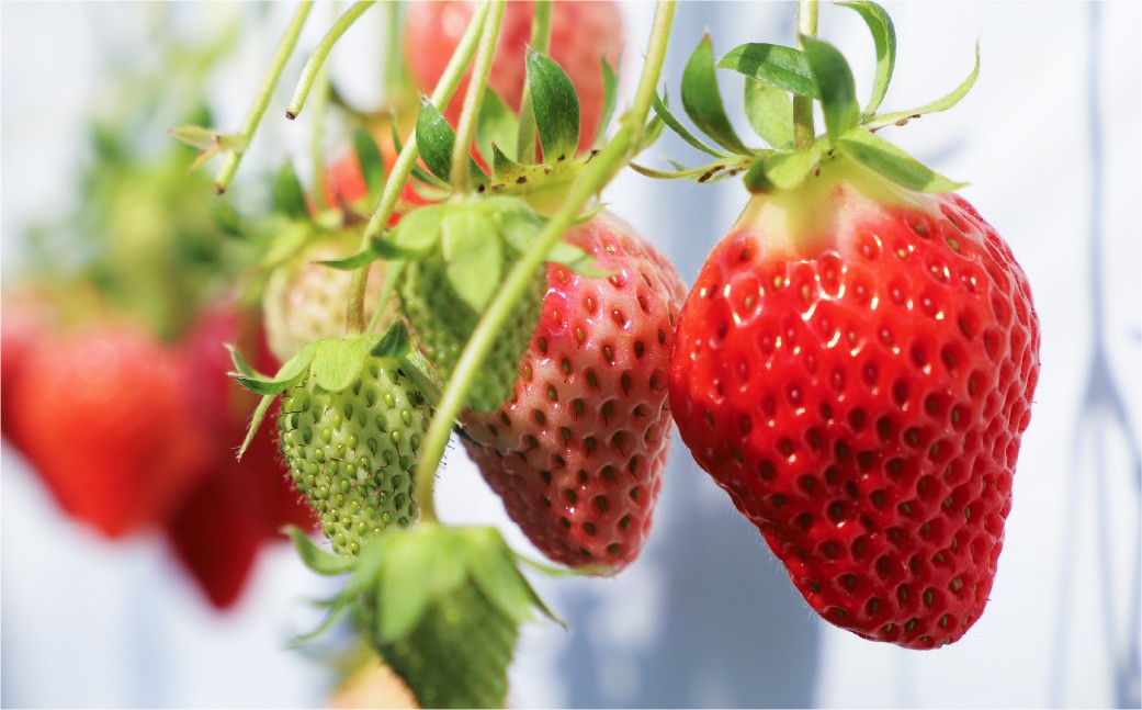 水上村 の いちご 2Lサイズ×4パック (1パック8～13粒入り) 