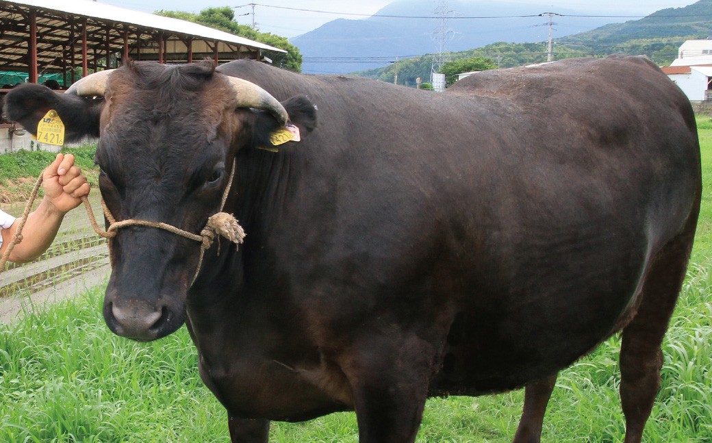 A5等級 博多和牛特選ロースうす切り1kg（500g×2パック） 