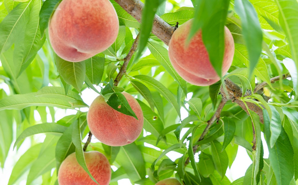 桃 プレミアム 約2kg （ 6ー9玉） 【 2026年6月下旬 － 8月上旬発送予定 】【 1週間毎 5回 定期便 】 