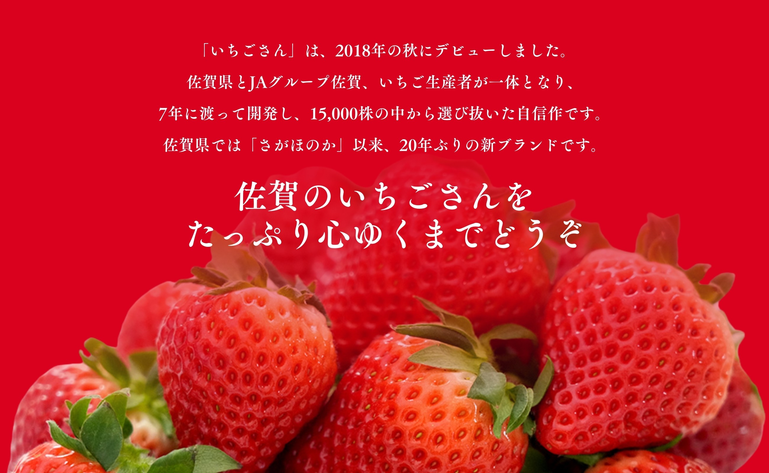 佐賀県とJAグループ佐賀、いちご生産者が7年に渡って開発した新しいいちごです。